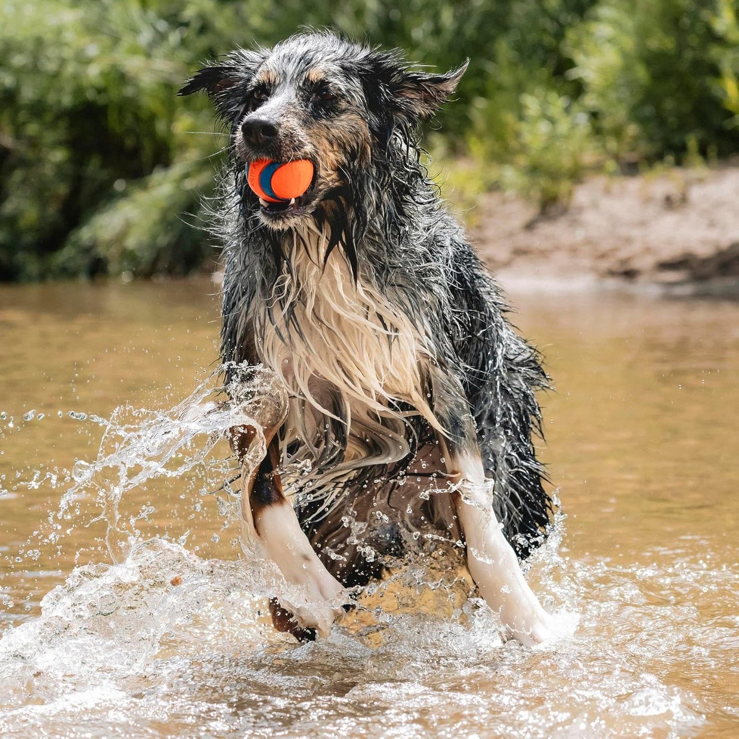 ChuckIt! Ultra Ball Dog Toy – Durable High Bounce Floating Rubber Balls (2-Pack Medium)